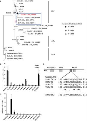 ArfX2 GTPase Regulates Trafficking From the Trans-Golgi to Lysosomes and Is Necessary for Liver Abscess Formation in the Protozoan Parasite Entamoeba histolytica